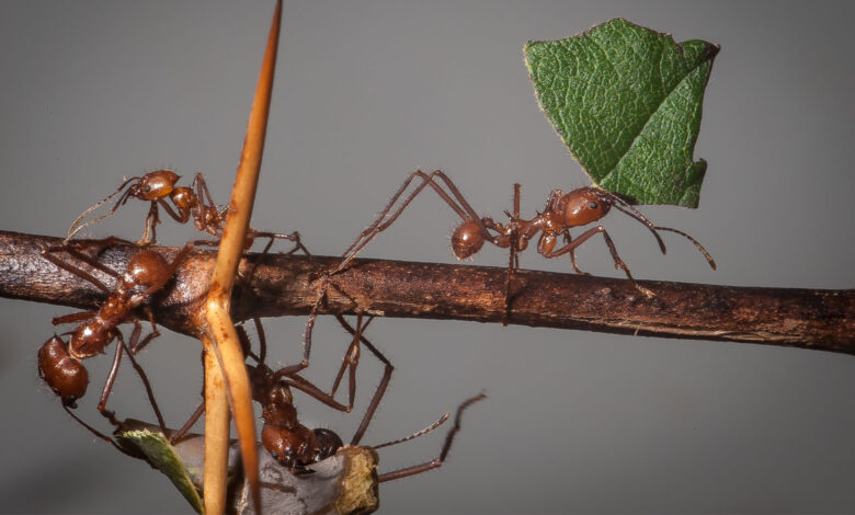 Leafcutter Ant