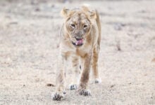 Lion