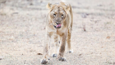 Lion
