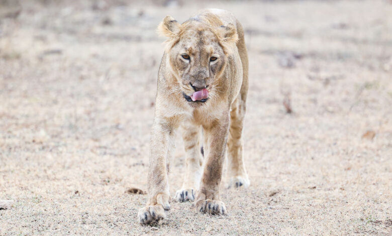 Lion