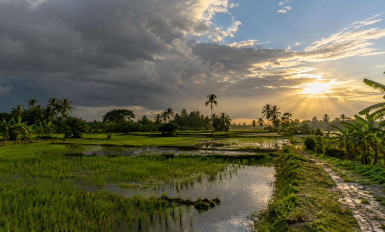 Nature