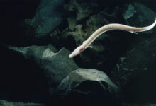 Olm