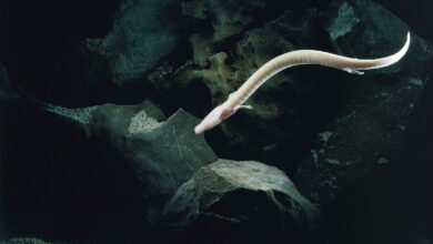 Olm