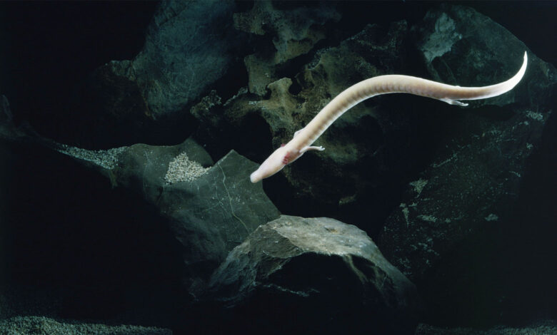 Olm