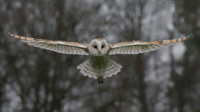 Owl