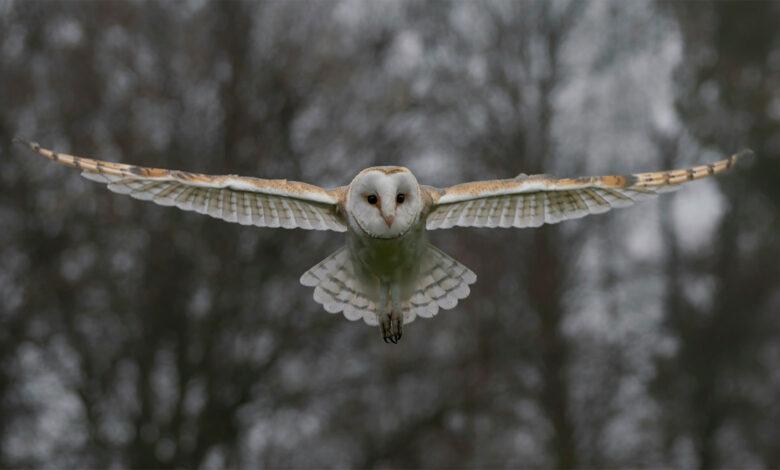Owl