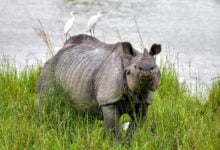 Rhinoceros