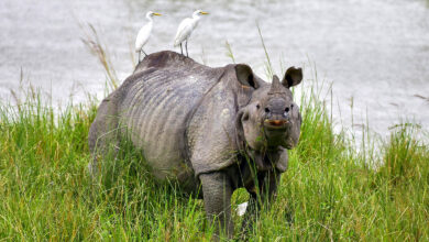 Rhinoceros