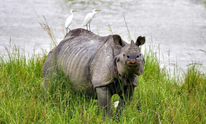 Rhinoceros