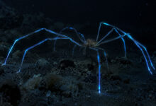 Sea Spider
