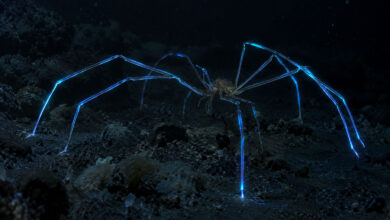 Sea Spider