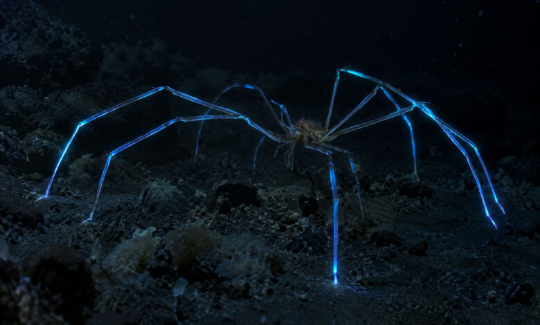 Sea Spider