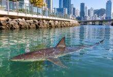 Shark