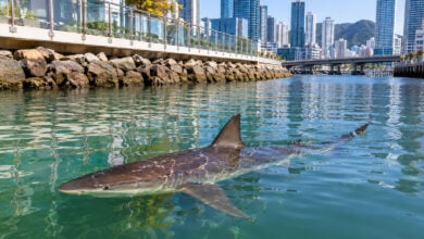 Shark