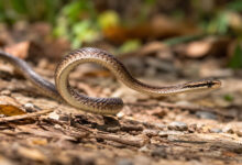 Snake