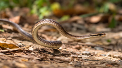 Snake