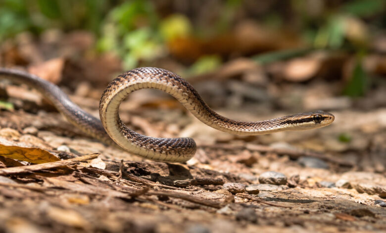 Snake