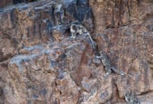 Snow Leopard
