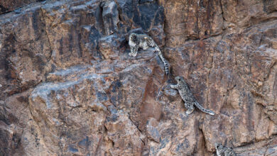 Snow Leopard