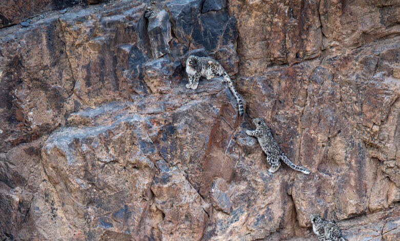 Snow Leopard