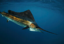 Swordfish