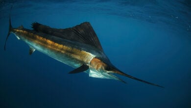 Swordfish