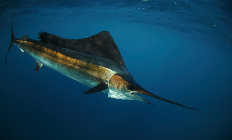 Swordfish