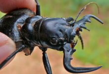 Tiger Beetle
