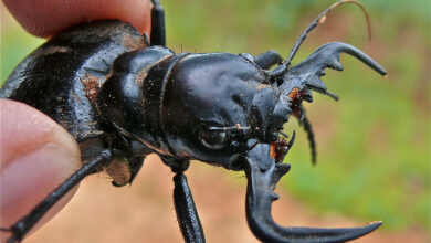 Tiger Beetle