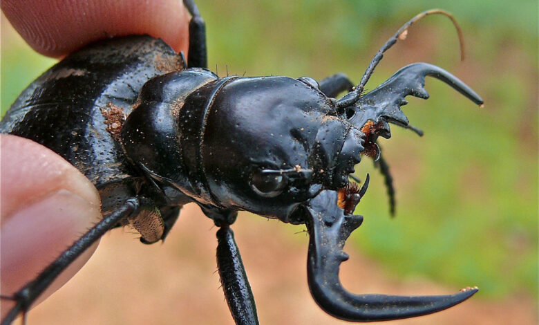 Tiger Beetle