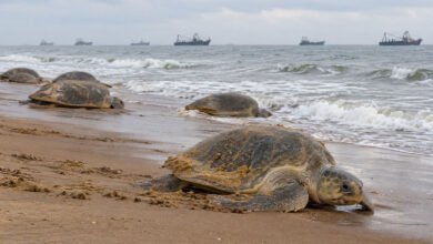 Turtle