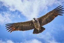 Vulture