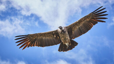Vulture