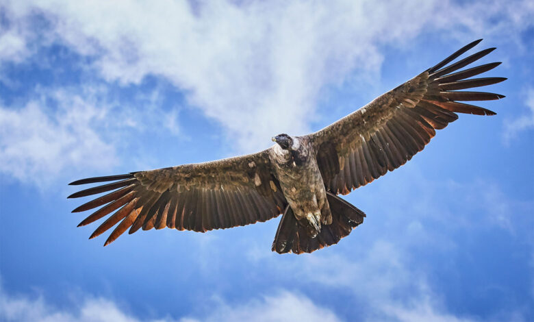 Vulture