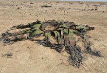 Welwitschia