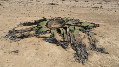 Welwitschia