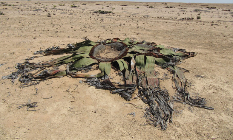 Welwitschia