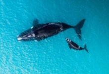 Whale