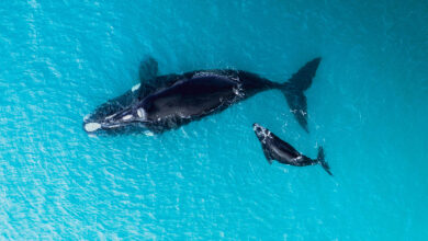 Whale