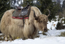 Yak