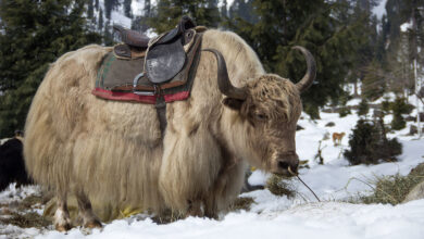 Yak