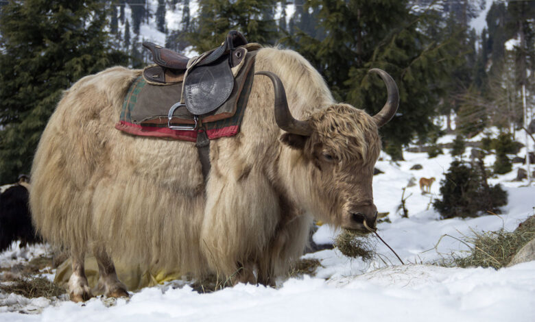 Yak